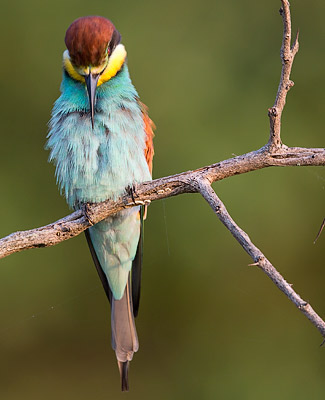 European Bee-eater preening